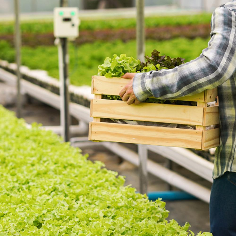 RETRO PERFECT : Liquid Fertilizer and Stimulant for Ripening